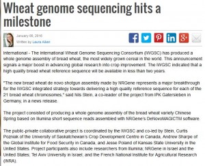 wheat genome milestone